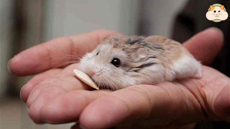 Cách phân biệt hamster đực & cái