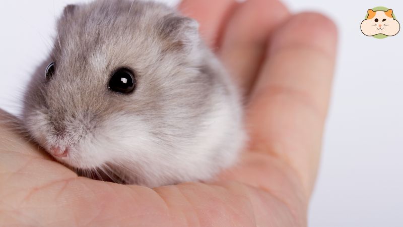 Cách phân biệt hamster đực & cái