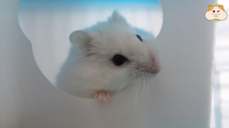 Cách tắm hamster đúng cách