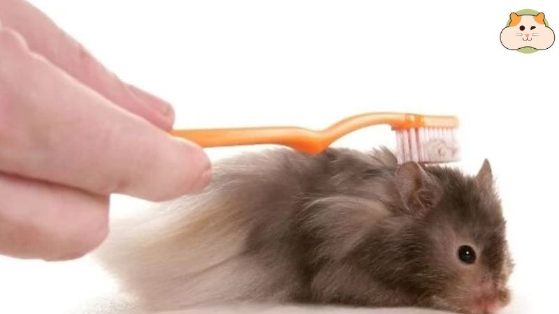Cách tắm hamster đúng cách