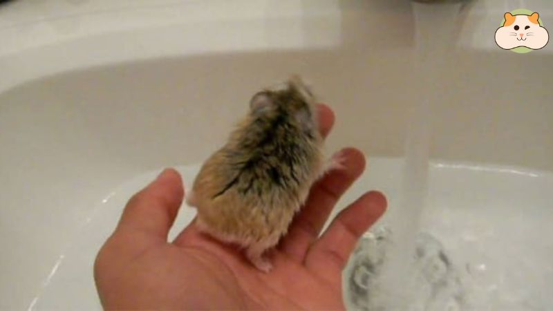 Cách tắm hamster đúng cách