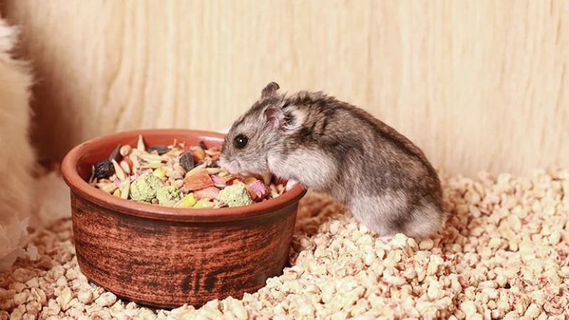 Cho hamster campbell ăn đúng