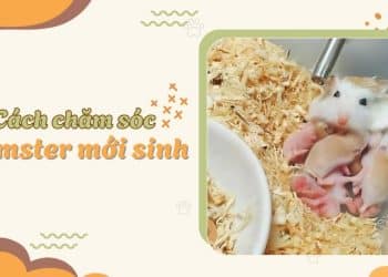 Hướng dẫn cách chăm sóc hamster mới sinh cho người mới