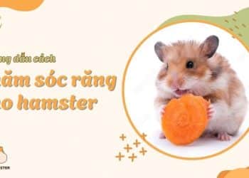 Hướng dẫn cách chăm sóc răng chuột hamster