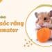 Hướng dẫn cách chăm sóc răng chuột hamster