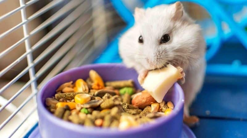 Lựa chọn chén ăn phù hợp cho hamster
