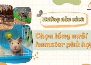 Cách chọn chuồng nuôi hamster