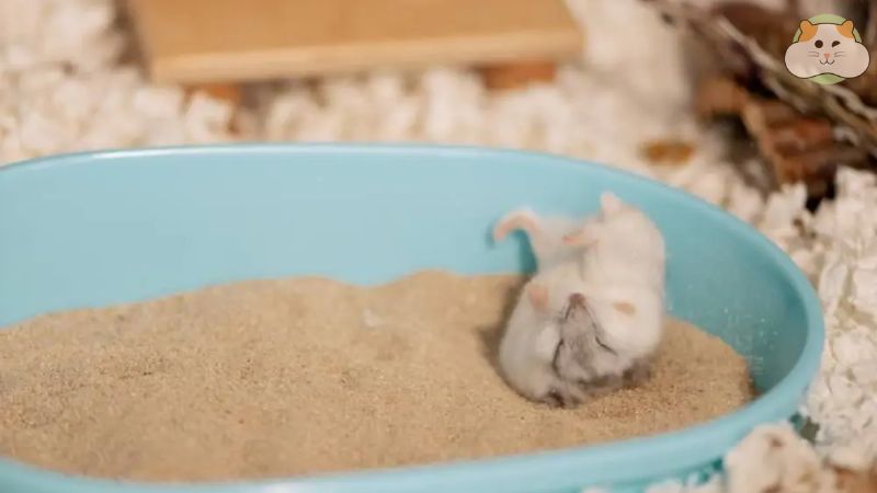 Tiêu chí lựa chọn cát tắm cho Hamster
