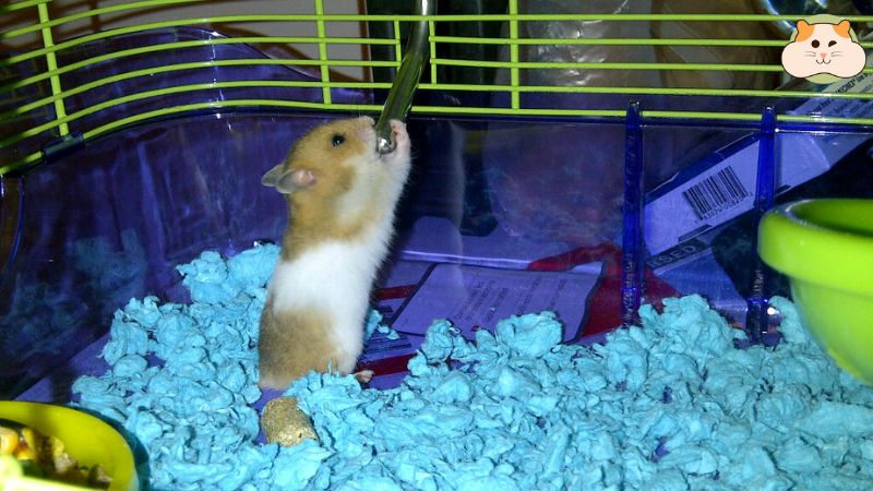 Chọn nhà ngủ cho hamster