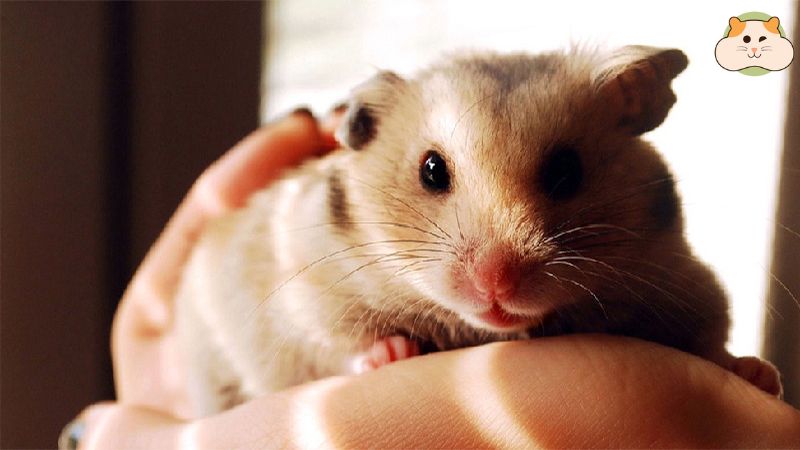 Chuột Hamster Bear - người bạn nhỏ đáng yêu đang chờ bạn khám phá