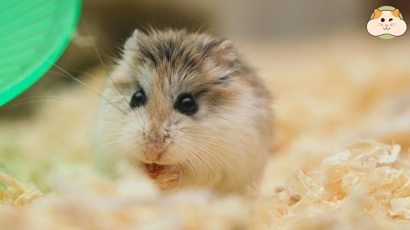 Hiểu rõ nguyên nhân giúp bạn bảo vệ thú cưng khỏi việc chuột Hamster bị sốc nhiệt