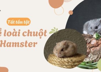 chuột hamster là con gì