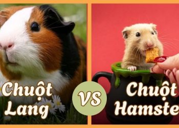 Chuột lang hay chuột hamster