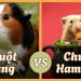 Chuột lang hay chuột hamster