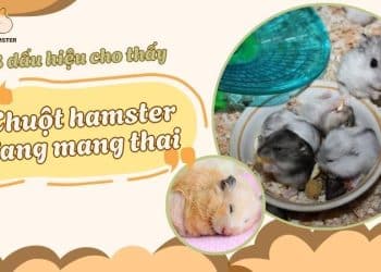 8 dấu hiệu mang thai ở hamster