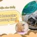 8 dấu hiệu mang thai ở hamster