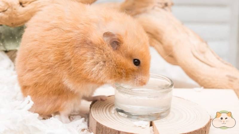 Uống nhiều nước trước khi sinh là dấu hiệu quan trọng bạn không thể bỏ qua