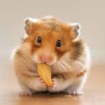 Dấu hiệu mang thai ở Hamster: Bụng phình to như quả lê, đặc biệt trong những ngày cuối