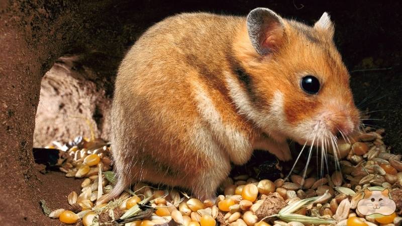 Dấu hiệu mang thai ở Hamster: Hamster mẹ ăn ít hơn nhưng tích trữ thức ăn nhiều