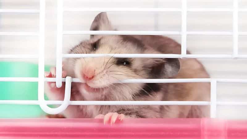 Hamster cắn lồng cho thấy dấu hiệu stress
