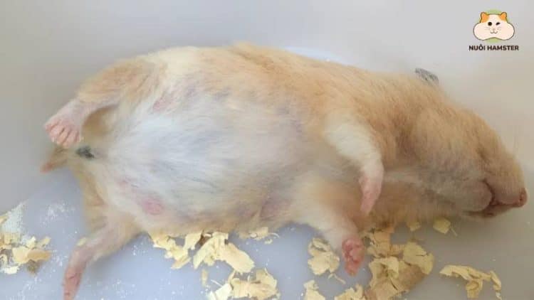 hamster mang thai thường có hình quả lê