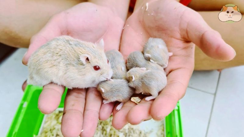 Mùi lạ khiến hamster mẹ không nhận ra con