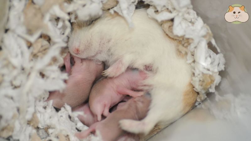 Thiếu thức ăn, nguồn dinh dưỡng không đủ nên hamster mẹ ăn con