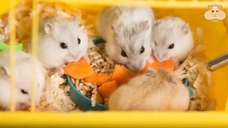 Câu hỏi thường gặp liên quan đến hiện tượng hamster mẹ ăn con?
