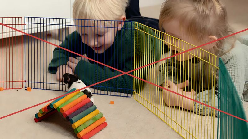 Không cho trẻ em tiếp xúc với hamster mới