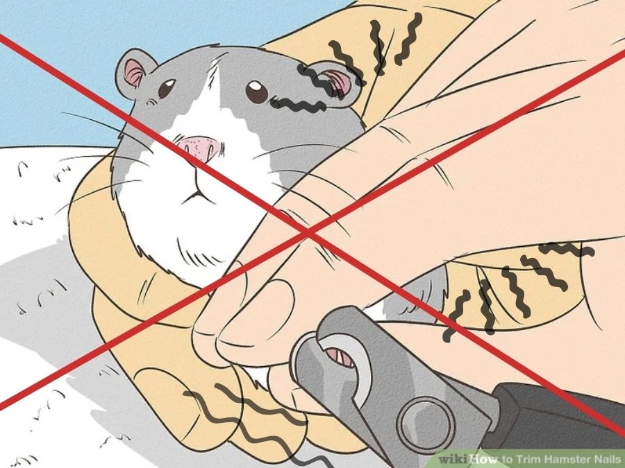 Không nên tự cắt móng hamster