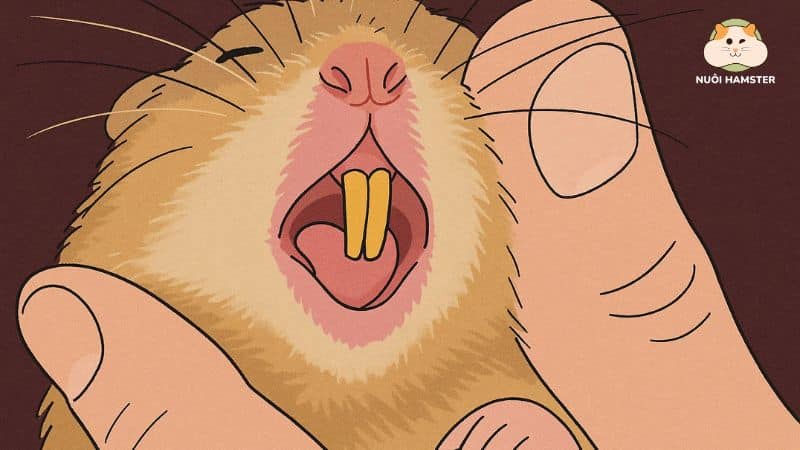 Kiểm tra răng chuột hamster