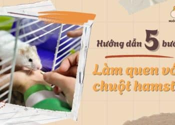 làm quen với chuột hamster mới chỉ với 5 bước