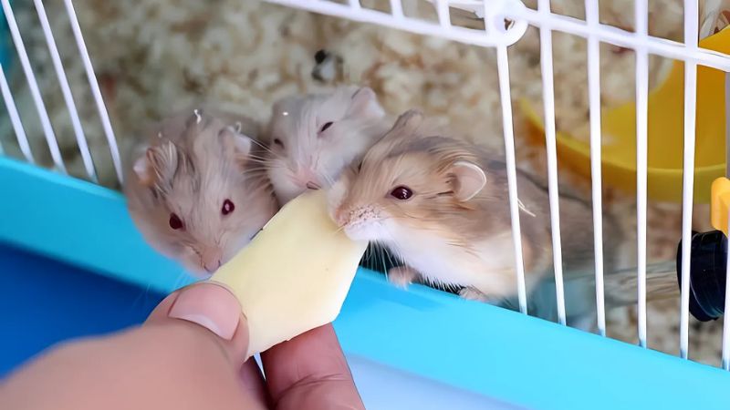 Làm quen với chuột hamster