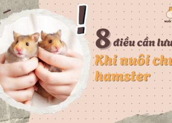 8 điều cần lưu ý khi nuôi hamster