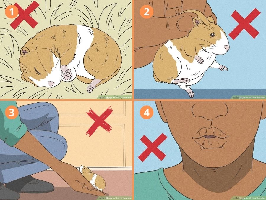 Những lưu ý cần tránh khi bế hamster