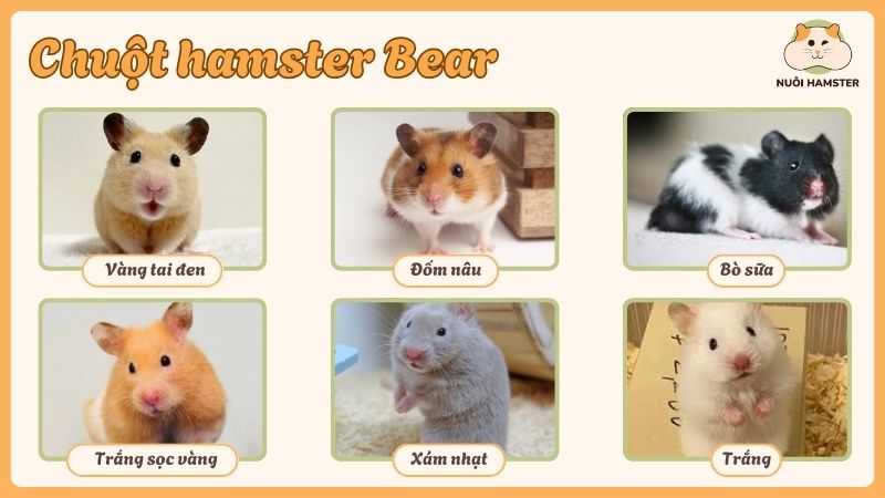 Ngoại hình và màu lông của chuột hamster gáu
