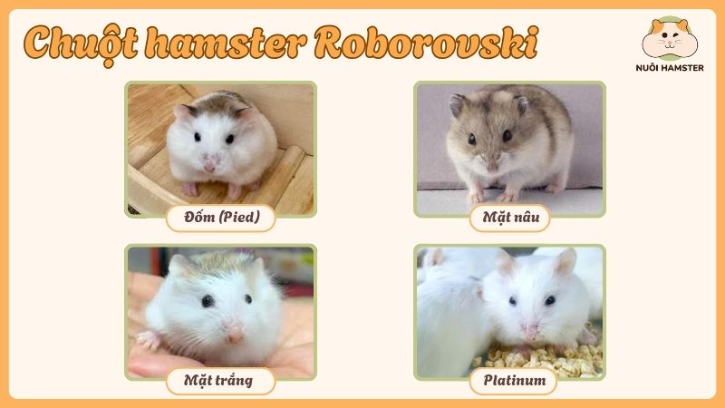Ngoại hình và màu lông của chuột hamster robo