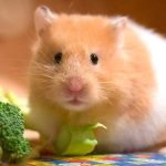 Lựa chọn chế độ ăn uống phù hợp cho hamster và chuột lang