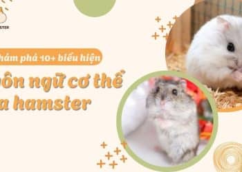 Biểu hiện ngôn ngữ cơ thể của Hamster