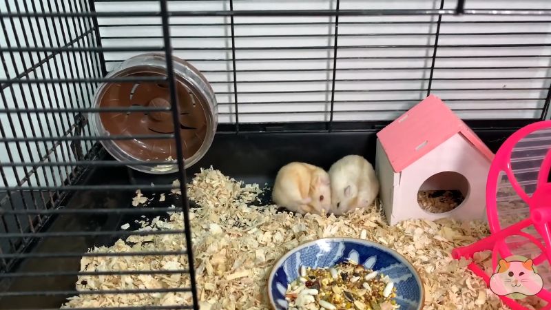Ghép giống hamster là gì? Có nên tự thực hiện tại nhà?