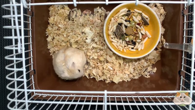 Những lưu ý khi ghép giống hamster - Chọn hamster giống khỏe mạnh