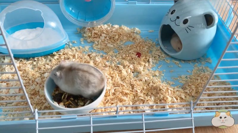 Trang bị đầy đủ vật dụng cho hamster nhưng tránh để chuồng quá chật chội