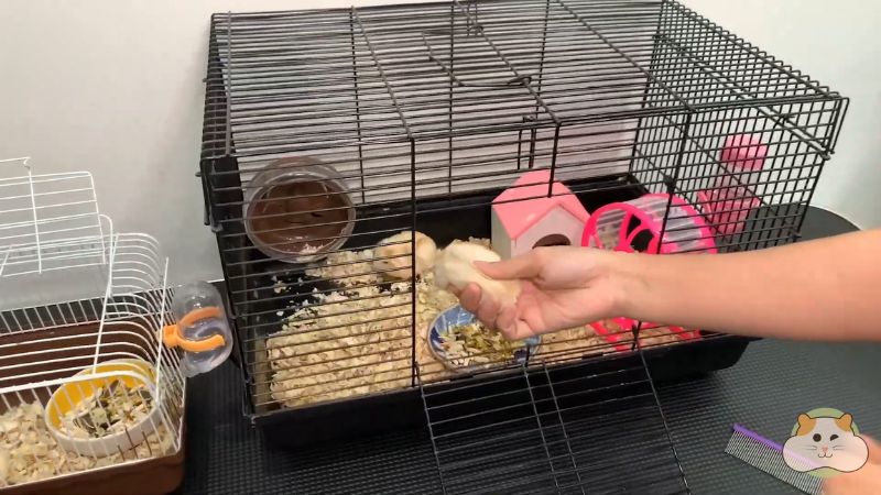 Quy trình ghép giống hamster đúng cách