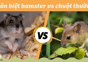 so sánh chuột thường và hamster