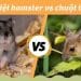 so sánh chuột thường và hamster