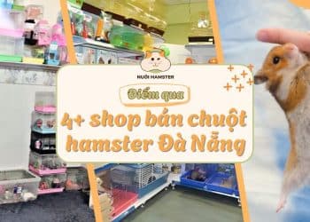 shop bán chuột hamster đà nẵng