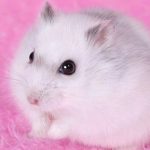 Hamster Winter White sở hữu thân hình hơi thấp bé