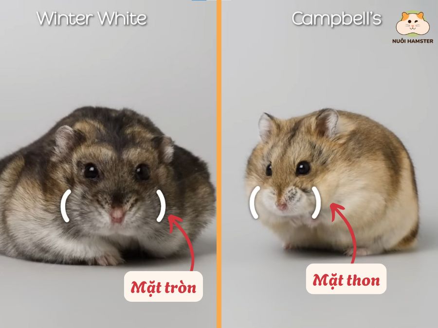Phân biệt khuôn mặt của 2 hamster
