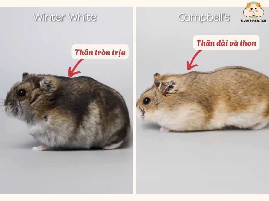 Hình dáng của 2 bé hamster