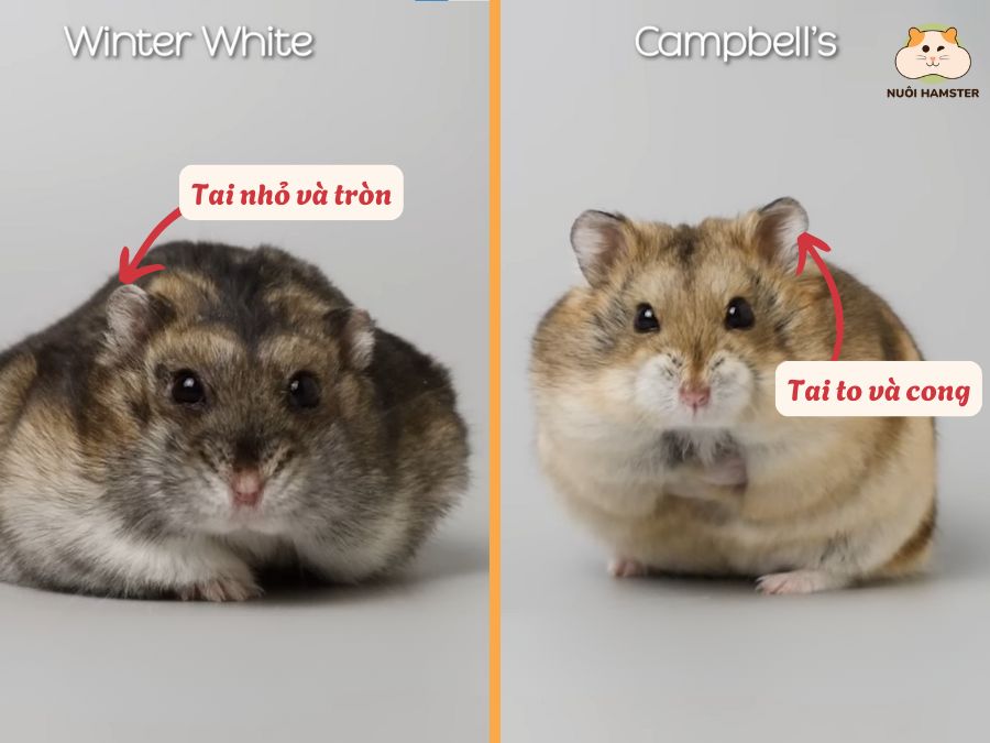 So sánh 2 lỗ tai của 2 bé